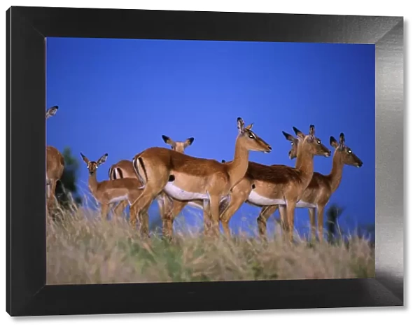 Impala - herd alert to approaching thunder, Kruger national park, S. Africa