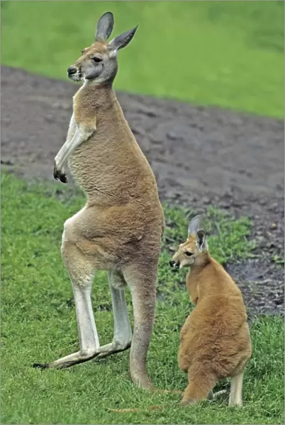 Red Kangaroo - mother with young animal or joey, Emmen, Holland