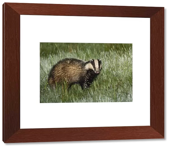 Badger - searching for food on meadow after rain in summer, Lower Saxony, Germany