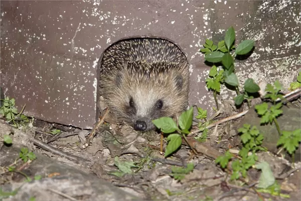 Hedgehog - in artifical shelter, in garden, Lower Saxony, Germany