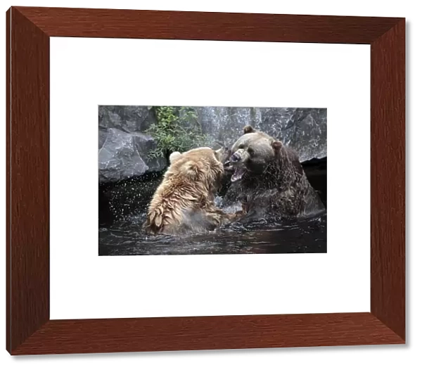 Kodiak Bear - 2 animals fighting in lake, Emmen, Holland