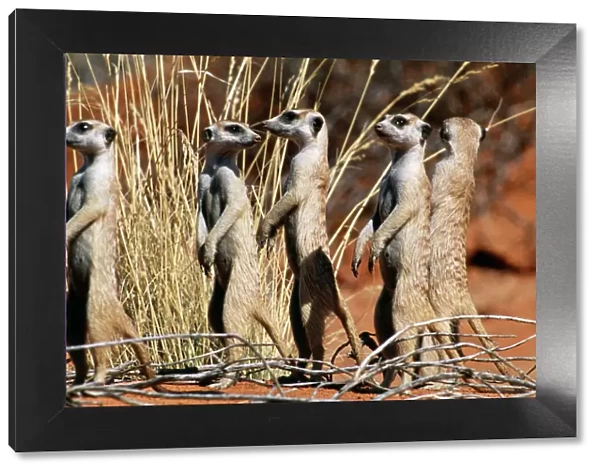 Suricate  /  Meerkat Group on the lookout, Kgalagadi Transfrontier Park, South Africa