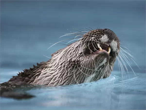 Eurasian otter - in water, close-up of mouth