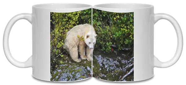 Kermode Bear  /  Spirit Bear - The Tsimshian of northern British Columbia believed that the Kermode bear, a black bear in a white coat, very rare, was lived in by a spirit of a terrible power Island Princess Royal. British Columbia. Canada