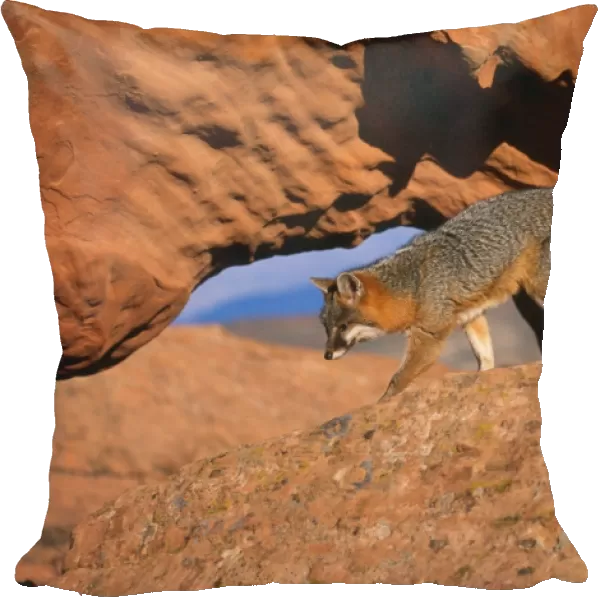 Grey Fox. WAT-4977. Grey Fox - on rocks. Urocyon cinereoargenteus
