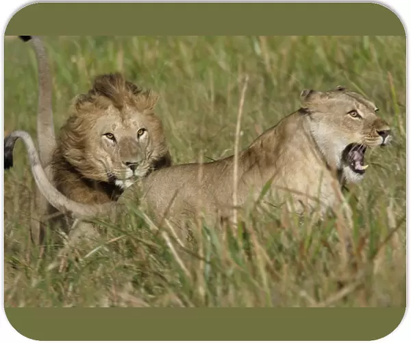 Lion - Male & female, courtship behaviour. Kenya, Africa