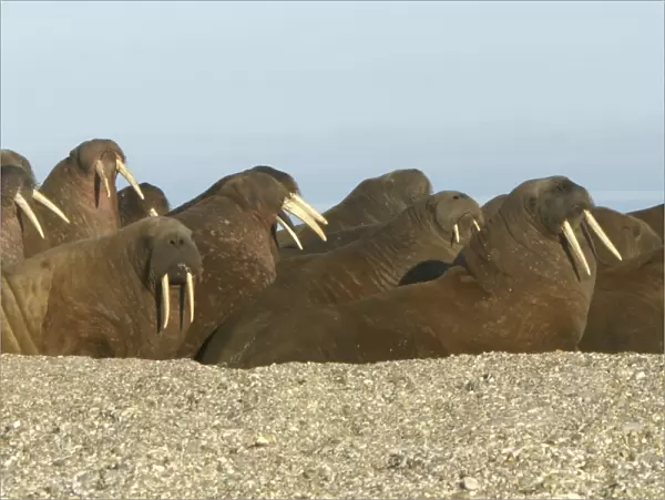 Atlantic  /  Whiskered Walruses - group resting on beach. North Spitzbergen. Svalbard