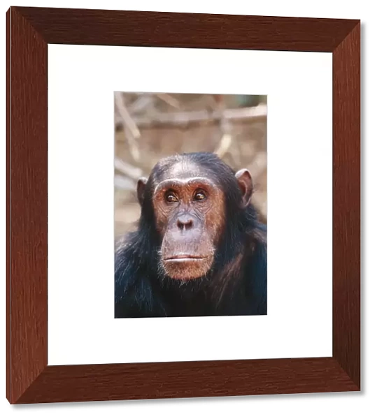 Chinpanzee - 'Gimble' male 16 yrs. Gombe, Tanzania