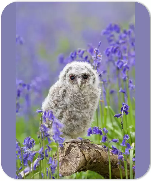 Tawny owl - youngster in bluebell woodland Bedfordshire UK 005516