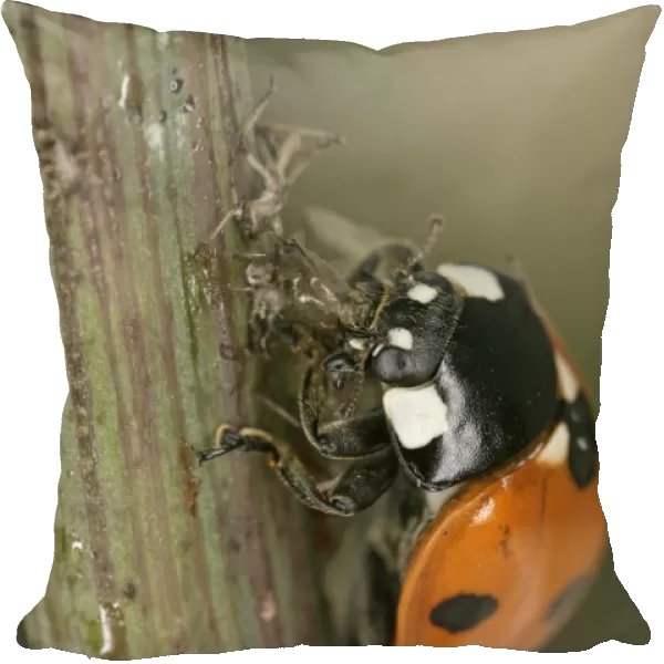 7 Spot Ladybird - eating aphid Bedfordshire UK 001983