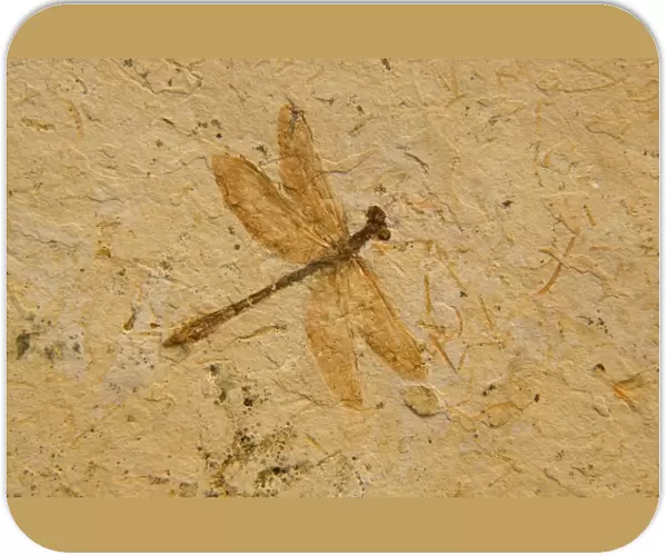 Fossil - Dragonfly - Species unknown E50T3831