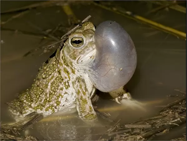 Great Plains Toad - Arizona - Male calling to attract female - Often breeding after heavy rain in summer - When inflated, vocal sac is sausage-shaped-1 / 3 size of body - Inhabits prairies or deserts