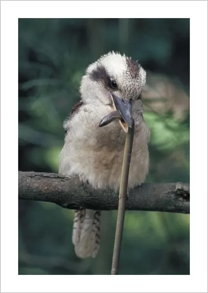 Laughing Kookaburra - with legless lizard in mouth - Australia - One of world's largest kingfishers - Famed boisterous laugh'-a chuckle or repeated kook-kook-kook developing into a rising staccato shouted