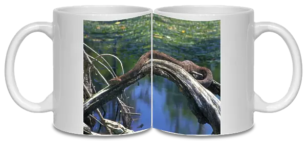 Brown Water Snake - On dead tree above water. Florida, USA - Found from Virginia to southern Alabama and south to the tip of Florida