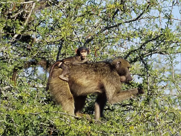 Chacma Baboon feeding on green pods, with baby on back. Kruger National Park, South Africa
