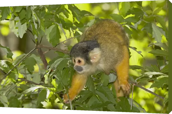 Squirrel Monkey Saimiri sciureus boliviensis Apenheul, Netherlands MA001521