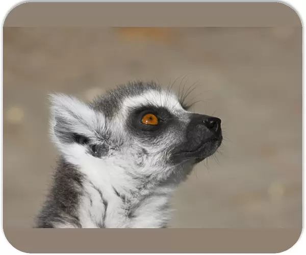 Ring-Tailed Lemur - Head Shot Lemur catta Apenheul Netherlands MA001536