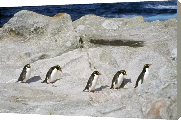 Snares Crested Penguin - marching inland to moult Snares Island, New Zealand