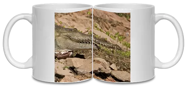 Freshwater  /  Johnston Crocodile with half lower jaw torn off A wild animal on the shores of Lake Argyle in the Kimberley in the far northeast of Western Australia. Jaw would have been torn off in a fight with a rival crocodile
