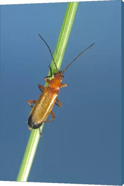 Soldier Beetle On Grass Stem Norfolk UK