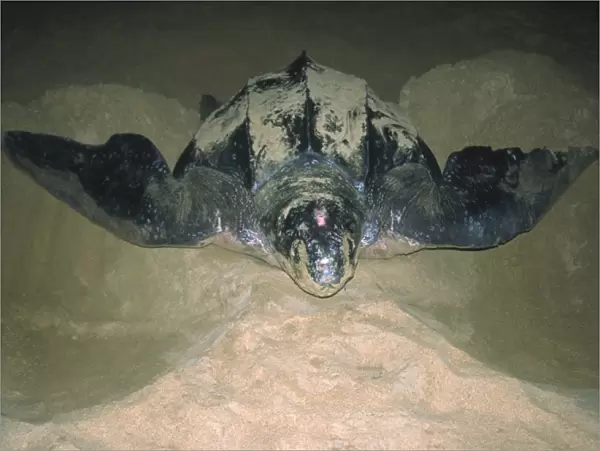 Leatherback Turtle Excavating Sand for Egglaying St Lucia