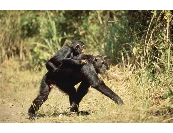 Eastern Long-haired Chimpanzee Mahale Mountains National Park, Tanzania