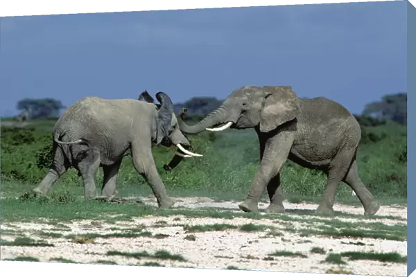 African Elephants Amboseli, Kenya, Africa
