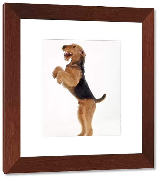 Airedale Terrier Dog - on hind legs