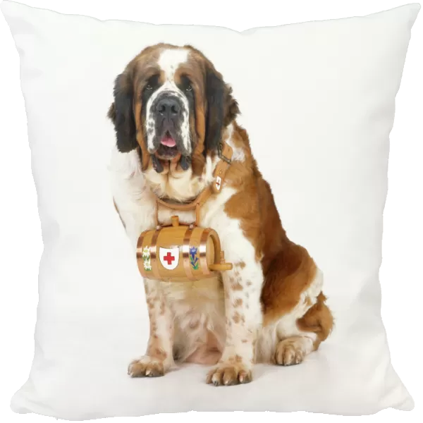 St. Bernard Dog - with barrel Digital manipulation: added eyes