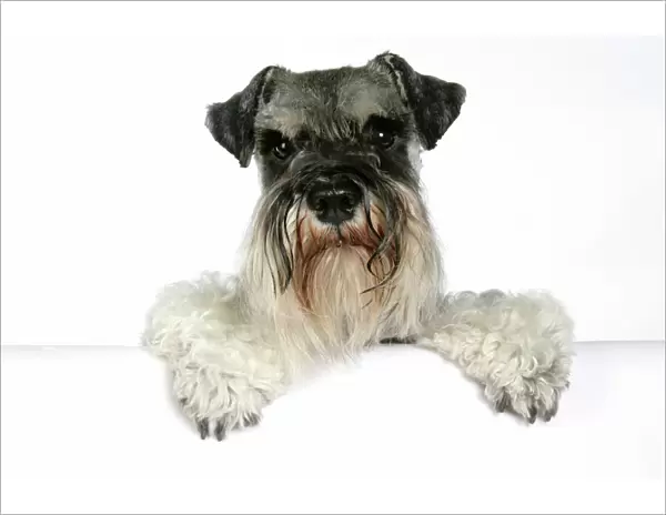 DOG. Miniature Schnauzer, sitting paws over