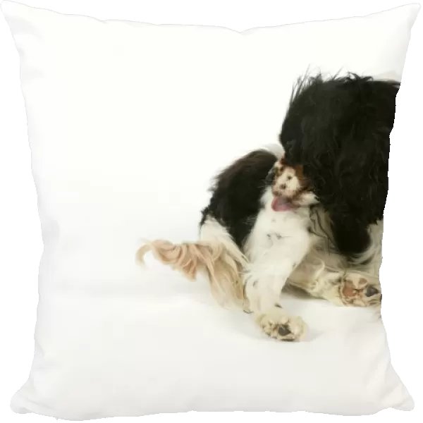 DOG - Cavalier King Charles Spaniel licking itself, grooming