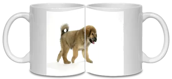 Dog - Tibetan mastiff puppy 10 wks old