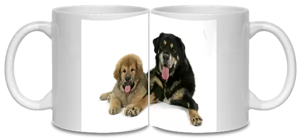 Dogs - Tibetan Mastiff adult & 10 wk old puppy