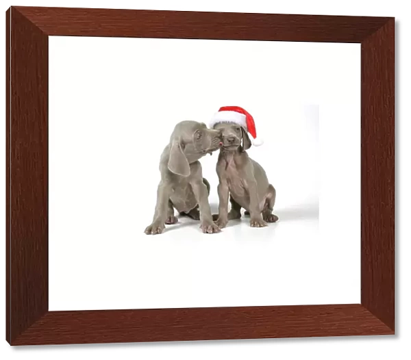 DOG. Two weimaraners, one with Christmas hat