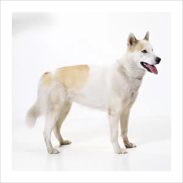Eskimo  /  Greenland Dog