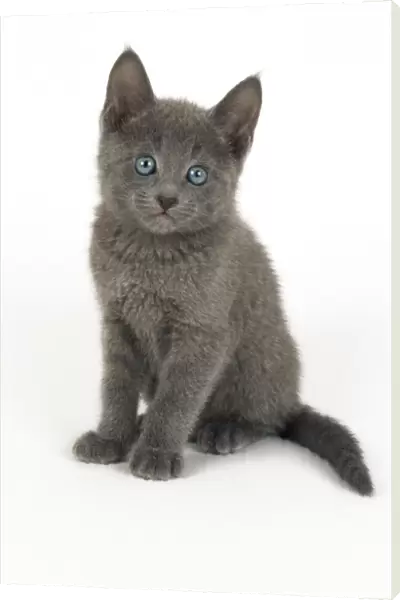 Russian Blue Cat - 8 week old kitten