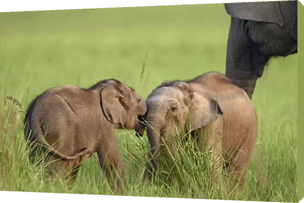 Indian  /  Asian Elephants two calves playing Corbett National Park, Uttaranchal, India