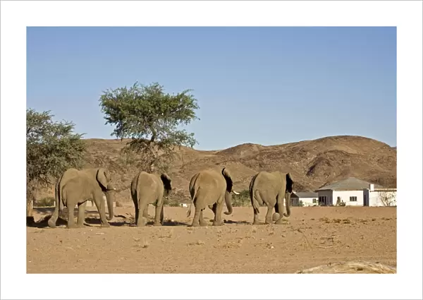 African Elephants - Desert adapted bulls approaching a human settlement Huab River, Damaraland, Western Namibia, Africa