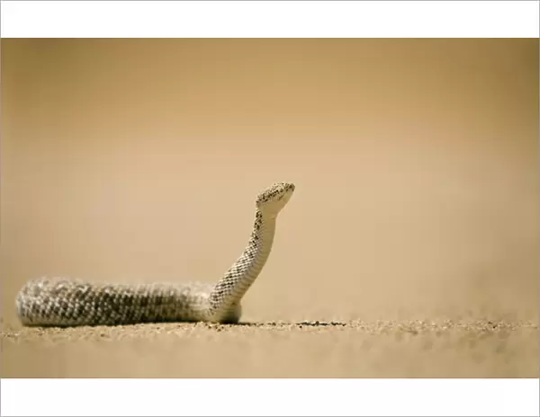 Peringuey's Adder In unusual pose with head raised. Namib Desert, Namibia, Africa