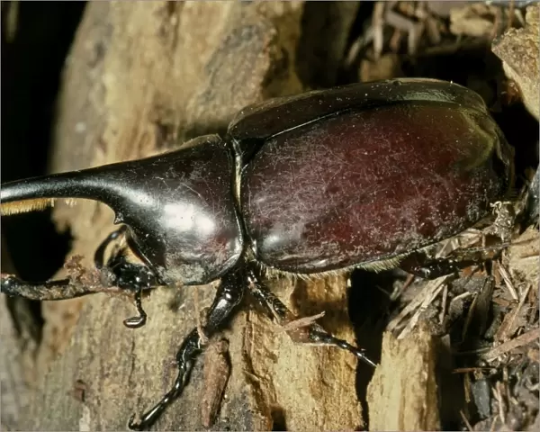 Hercules Beetle (Scarabaeidae). Dry Woodlands, Cleopetra, Southern Arizona, USA