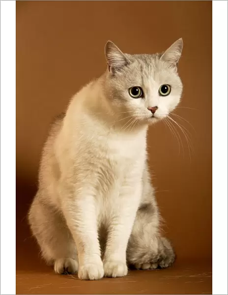 European cream shorthair cat - sitting