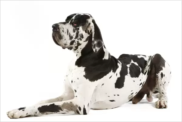 Great Dane. Also known as German Mastiff  /  Deutsche Dogge  /  Dogue Allemand (French)