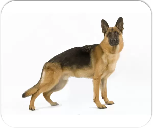 German Shepherd  /  Alsatian. Also known as Deutscher Schaferhund or Berger Allemand (French)