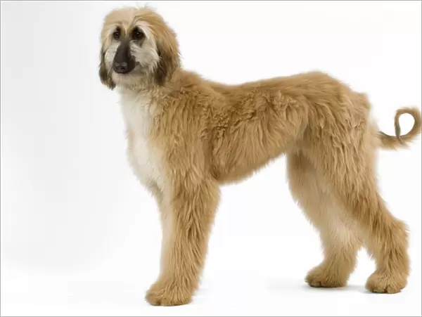 Afghan Hound. Also know as Tazi