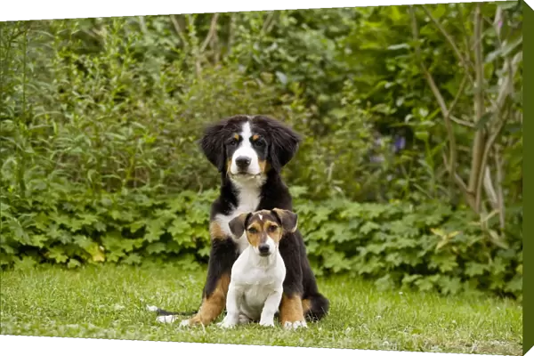 Bernese Mountain Dog - puppy sitting with three month old Jack Russell Terrier. Also known as Berner Sennenhund