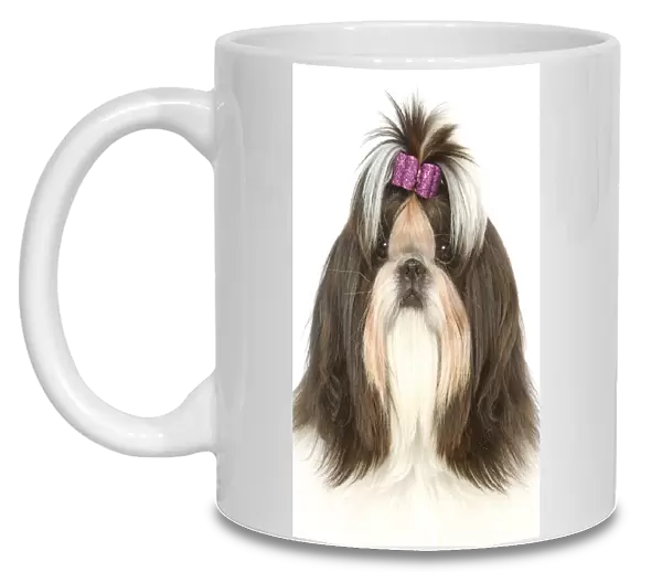 Dog - Shih Tzu with bow in hair
