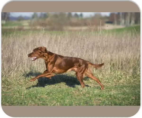 Dog - Red Setter  /  Irish Setter - running