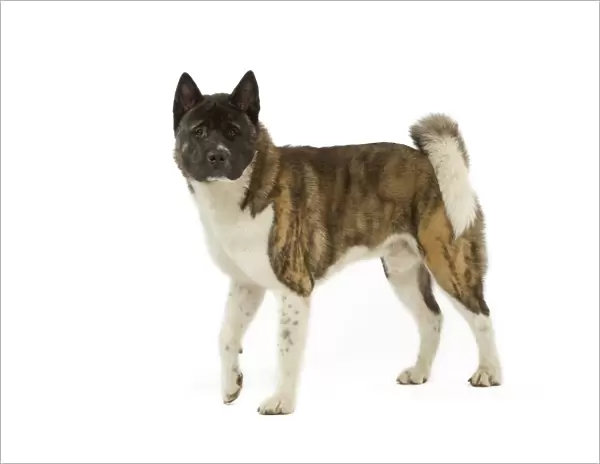 Dog - American Akita
