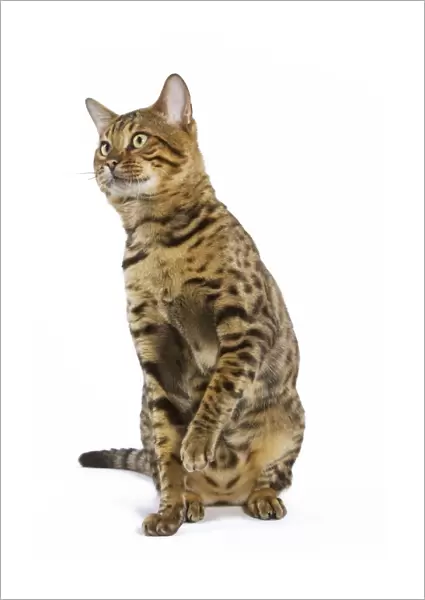 Cat - Bengal brown spotted sitting in studio