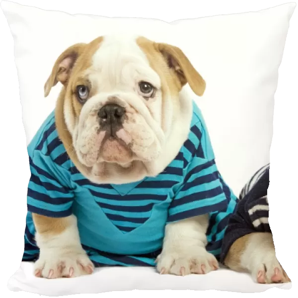 Dog - English Bulldog - wearing blue tops